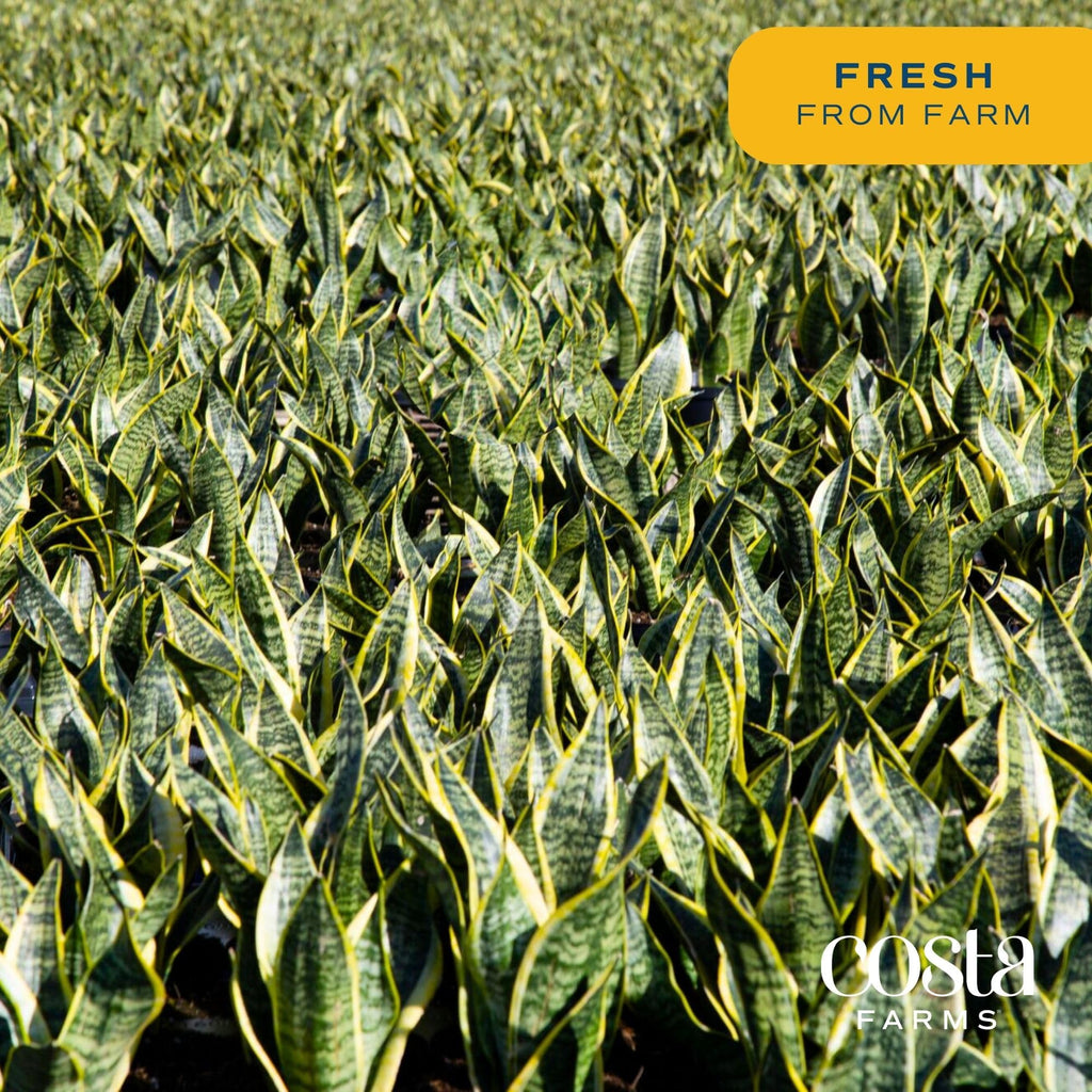 Brivone Premium Live Indoor Snake Sansevieria Floor Plant